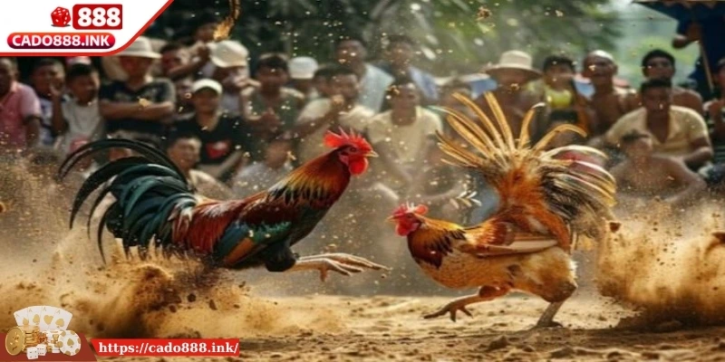 Thông tin sơ lược về đá gà đòn