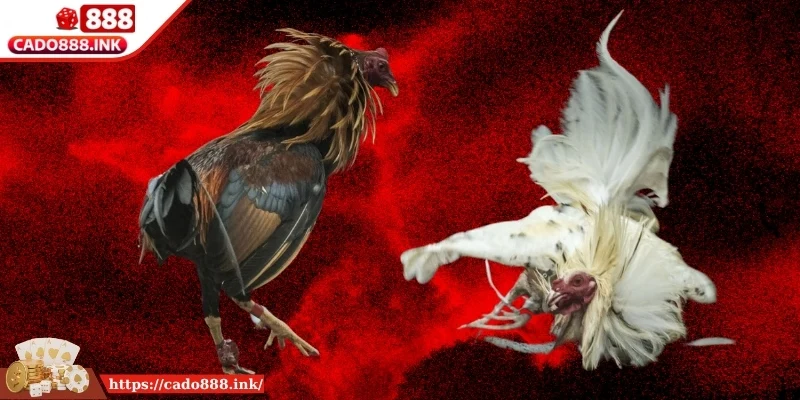 Sơ lược thông tin về đá gà Thái