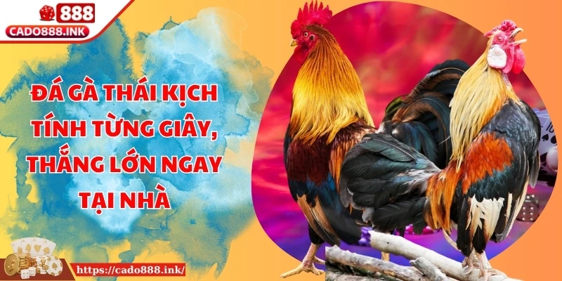 Đá Gà Thái Kịch Tính Từng Giây, Thắng Lớn Ngay Tại Nhà